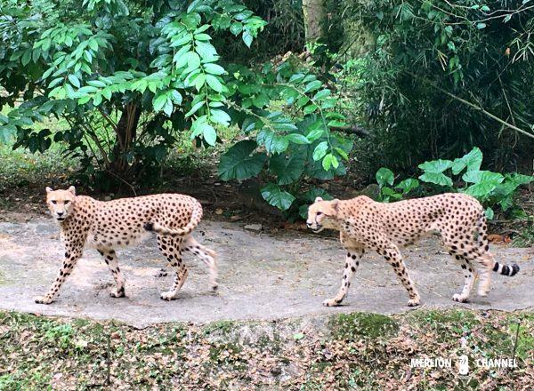 シンガポール動物園のチーター