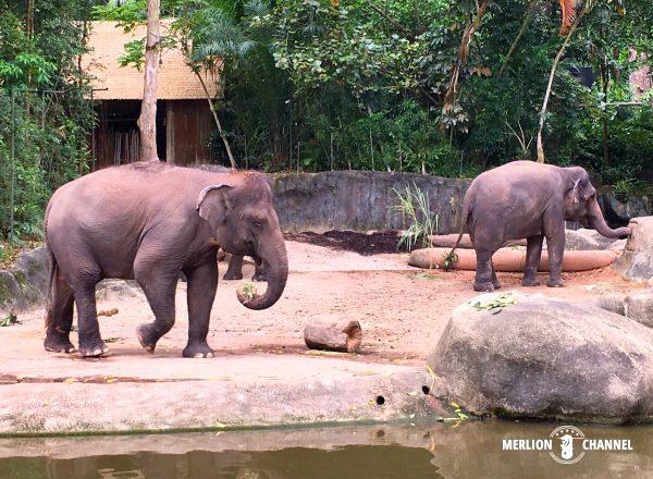 シンガポール動物園のゾウ