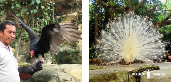 シンガポール動物園の「レインフォレスト・ファイトバック」ショー