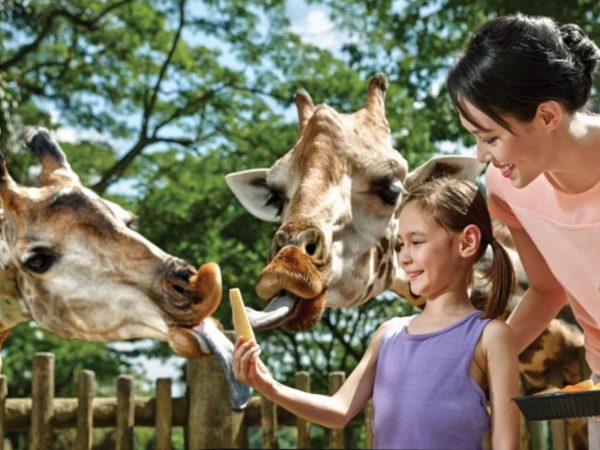 シンガポール動物園で「キリンの餌やり」体験