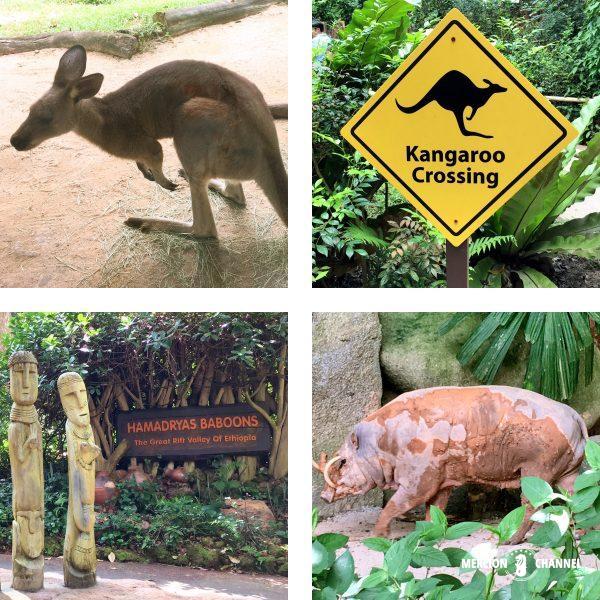 シンガポール動物園のカンガルー