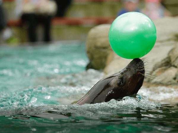 シンガポール動物園の「スプラッシュ・サファリショー」