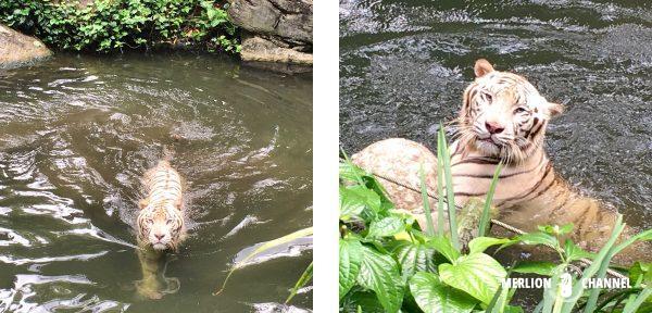 シンガポール動物園のホワイトタイガー