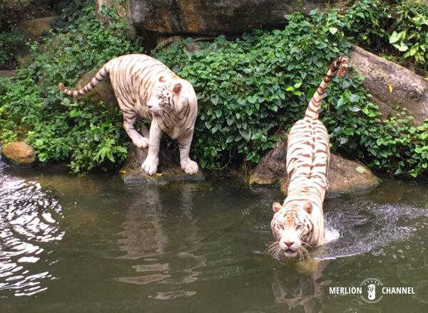 シンガポール動物園のホワイトタイガー