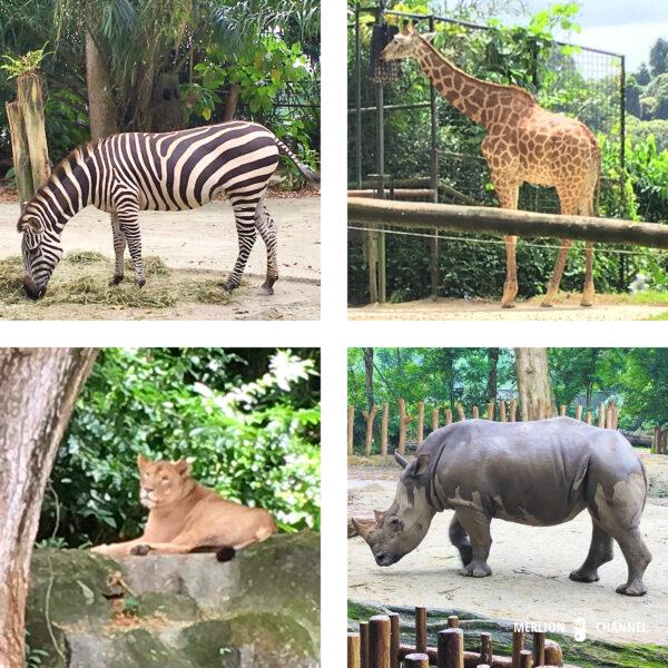 「シンガポール動物園（Singapore Zoo）」の「ワイルド・アフリカ」の動物たち