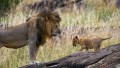 lion and cub