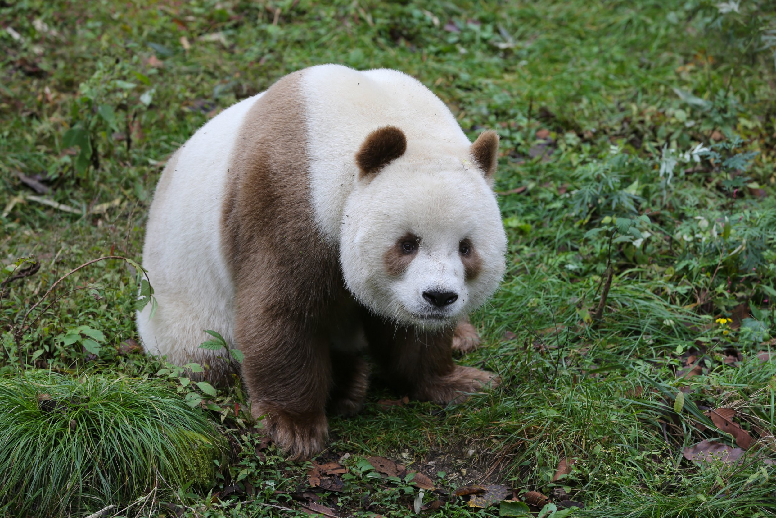 Cute brown panda is bullied by other bears for his light fur in China ...