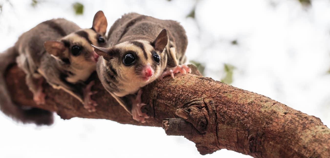 Sóc Bay Úc thường - Normal Sugar Glider