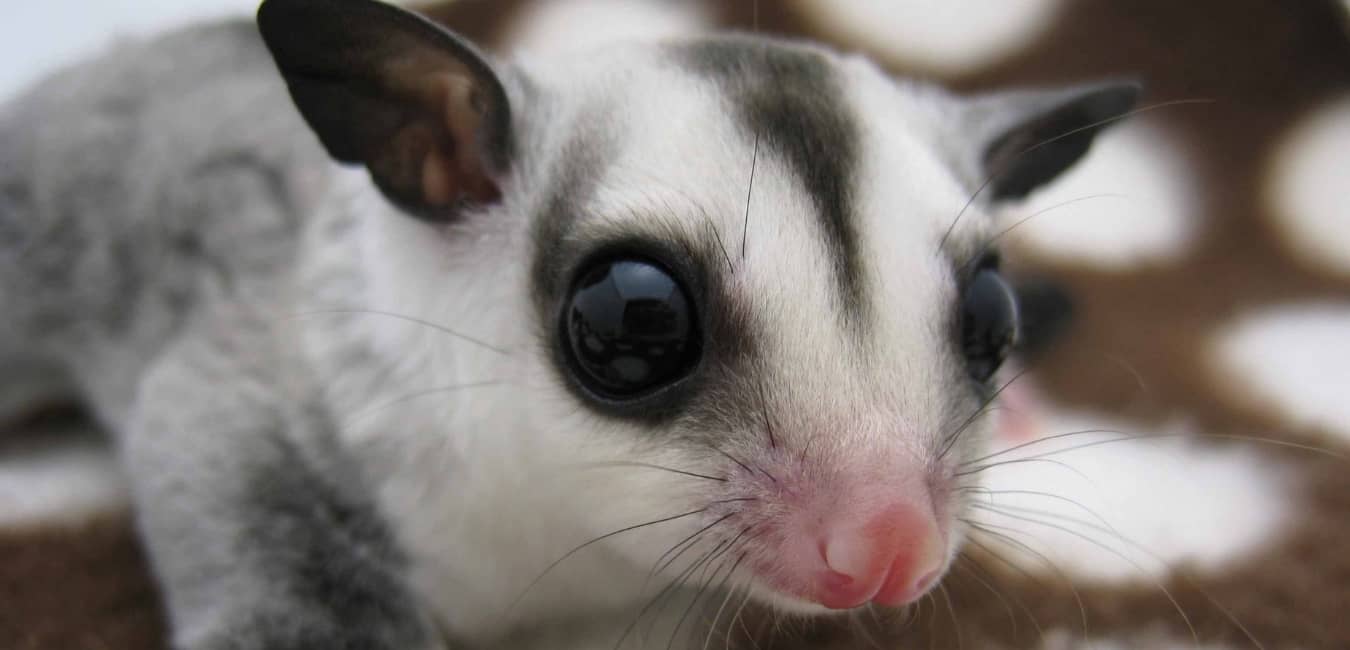 Sóc Bay Úc mặt trắng - White Face Sugar Glider