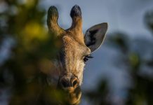 A giraffe hidden behind lush trees