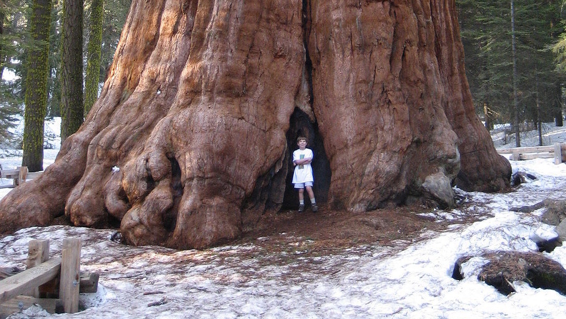 Details 100 los árboles más grandes del mundo en california