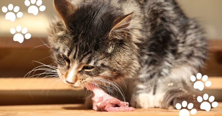 Can Cats Eat Raw Pork