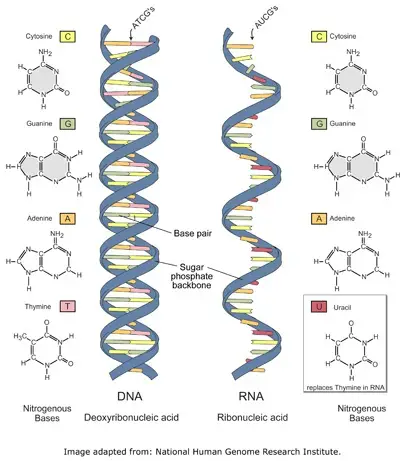 Why Viral Nucleic acid (Genome) is unique? - microbeonline