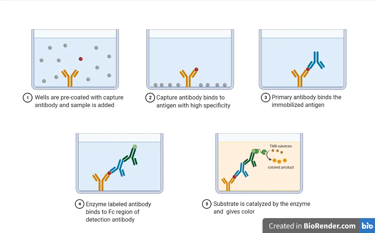 Direct Elisa Diagram