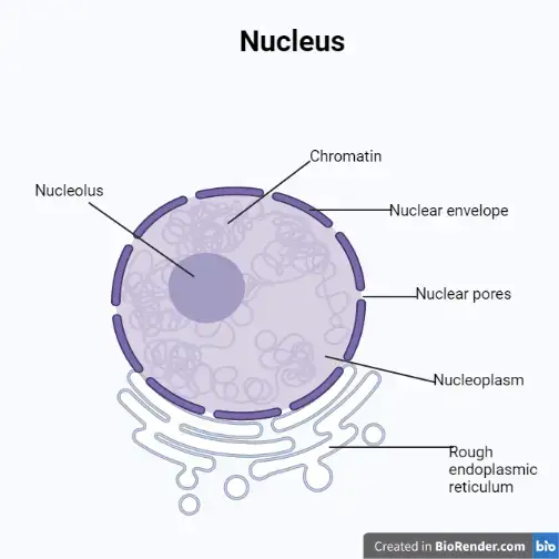 Nucleus Biology