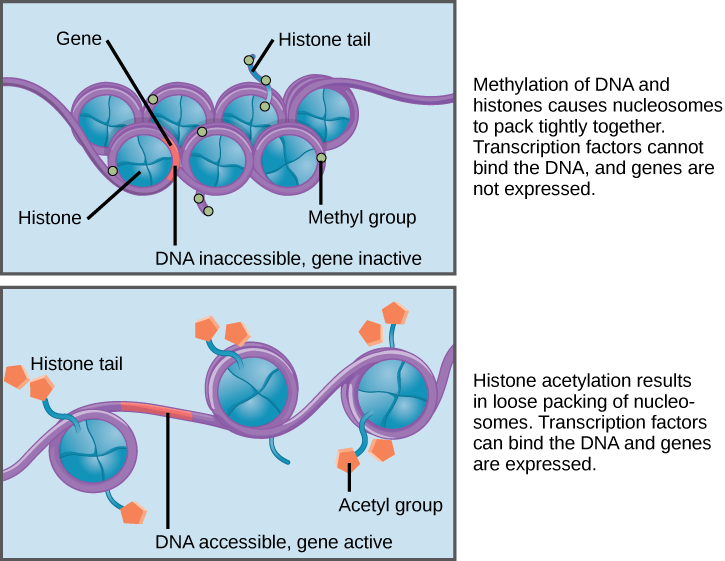 acetylation and deacetylation