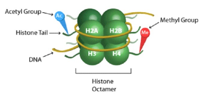 histone octamer