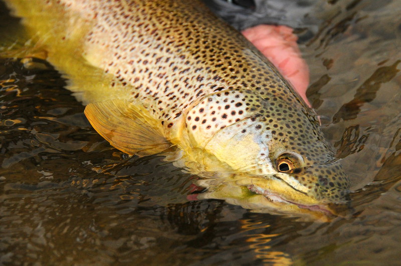 2025 Fly Fishing Show Schedule