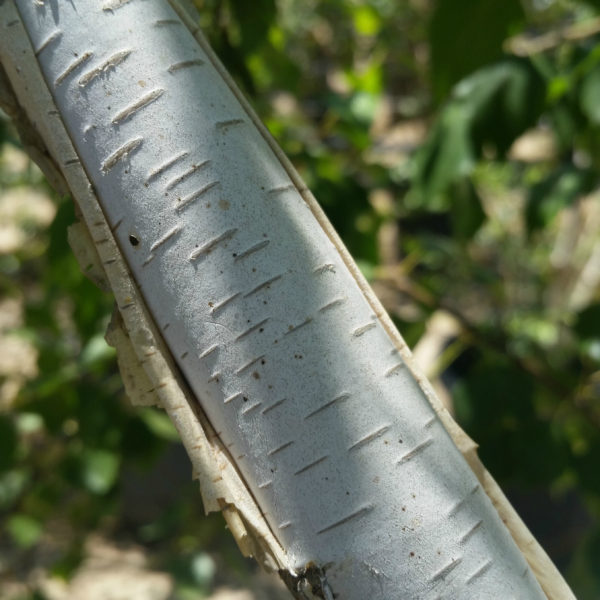 Betula pendula - European White Birch - Image 2