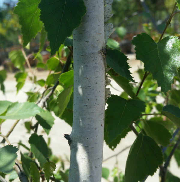 Betula pendula - European White Birch