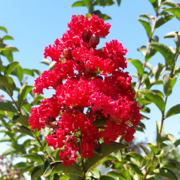 Lagerstroemia indica 'Dynamite' - Crape Myrtle