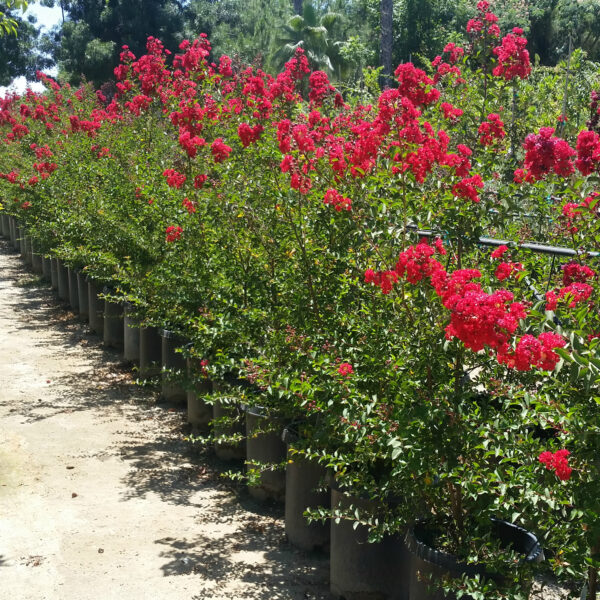 Lagerstroemia indica 'Dynamite' - Crape Myrtle - Image 3