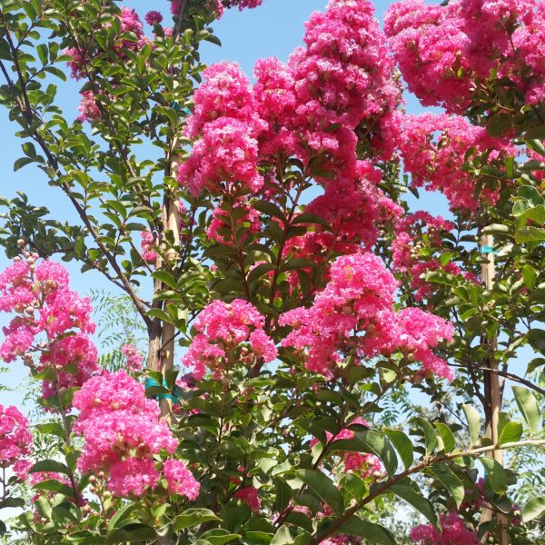 Lagerstroemia indica x fauriei 'Tuscarora' - Crape Myrtle - Image 5