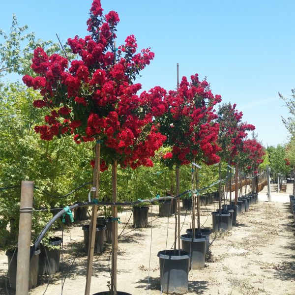 Lagerstroemia indica 'Dynamite' - Crape Myrtle - Image 2