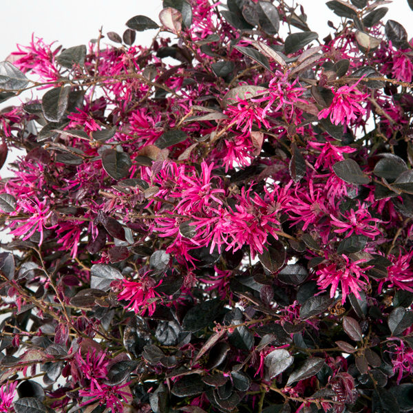 Loropetalum chinense 'Purple Diamond®' - Semi Dwarf Chinese Fringe Flower - Image 4