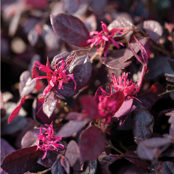 Loropetalum chinense 'Purple Diamond®' - Semi Dwarf Chinese Fringe Flower