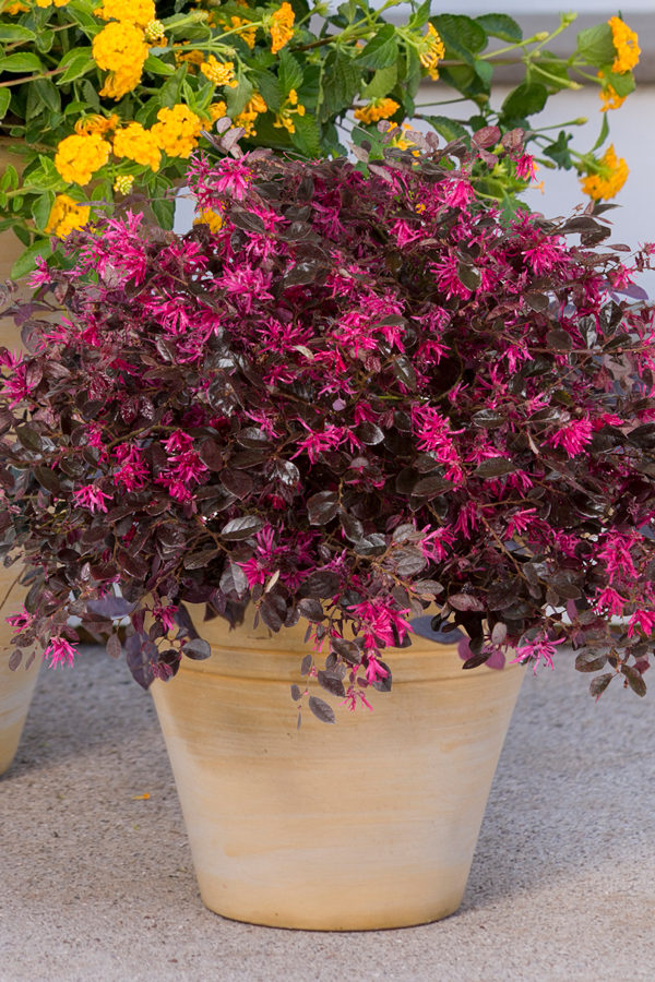 Loropetalum chinense 'Purple Diamond®' - Semi Dwarf Chinese Fringe Flower - Image 3