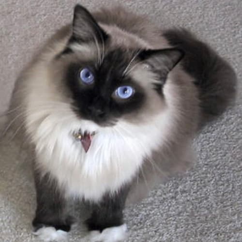 seal mitted ragdoll kitten