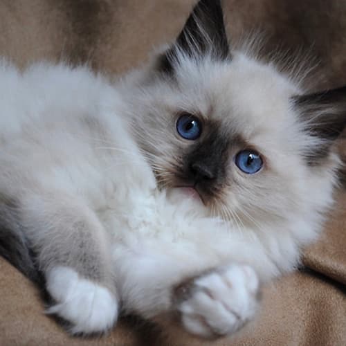 seal mitted ragdoll kitten