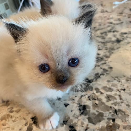 seal mitted ragdoll kitten