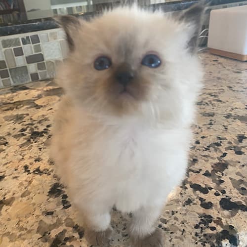 seal point ragdoll kitten