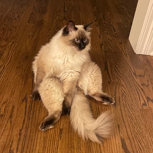 seal point ragdoll kitten