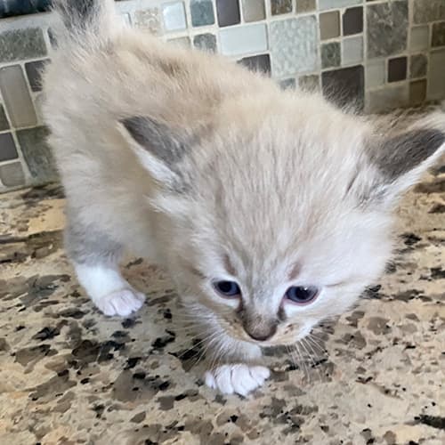 seal lynx mitted ragdoll kitten