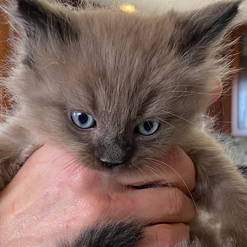 Seal Mink Ragdoll Kitten