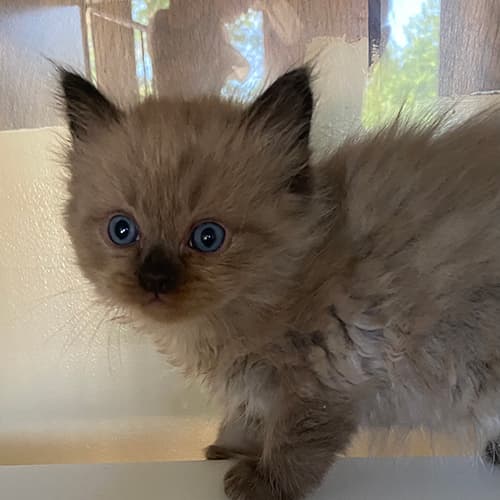 Seal Mink Ragdoll Kitten