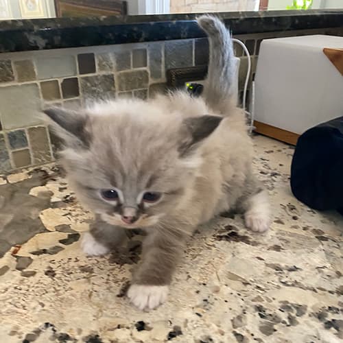 Seal Mink Mitted Ragdoll Kitten