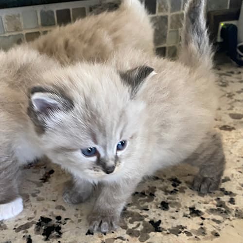 Seal Point Ragdoll Kitten