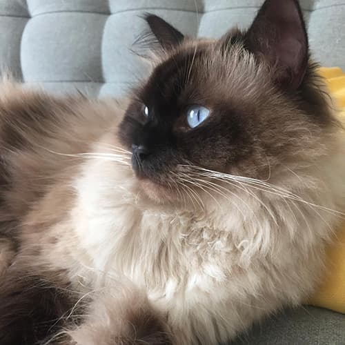 Seal Point Ragdoll Kittens for Sale