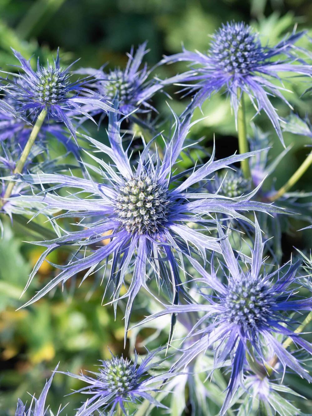 Eryngium