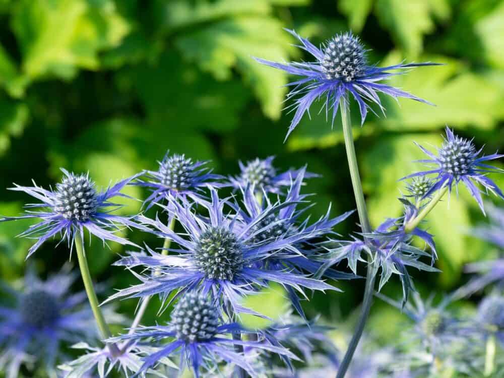 Eryngium