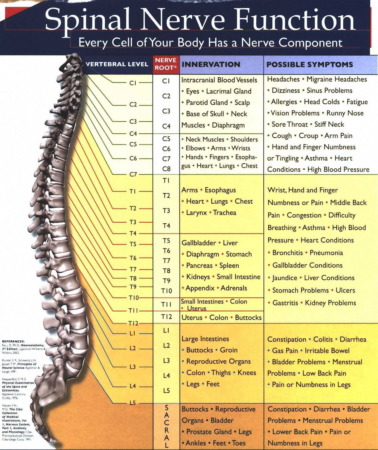 Spinal Nerve Chart 4AC