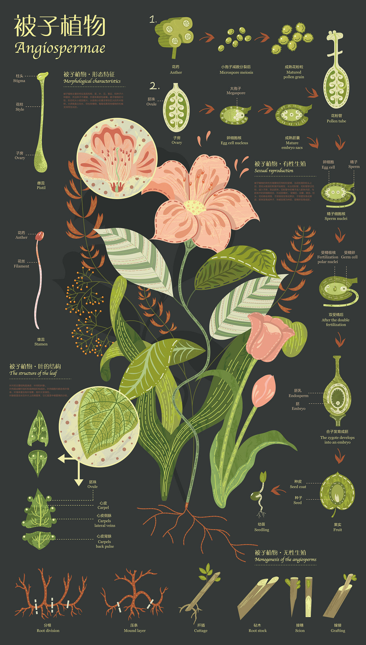 Infographic Design - Plants :: Behance