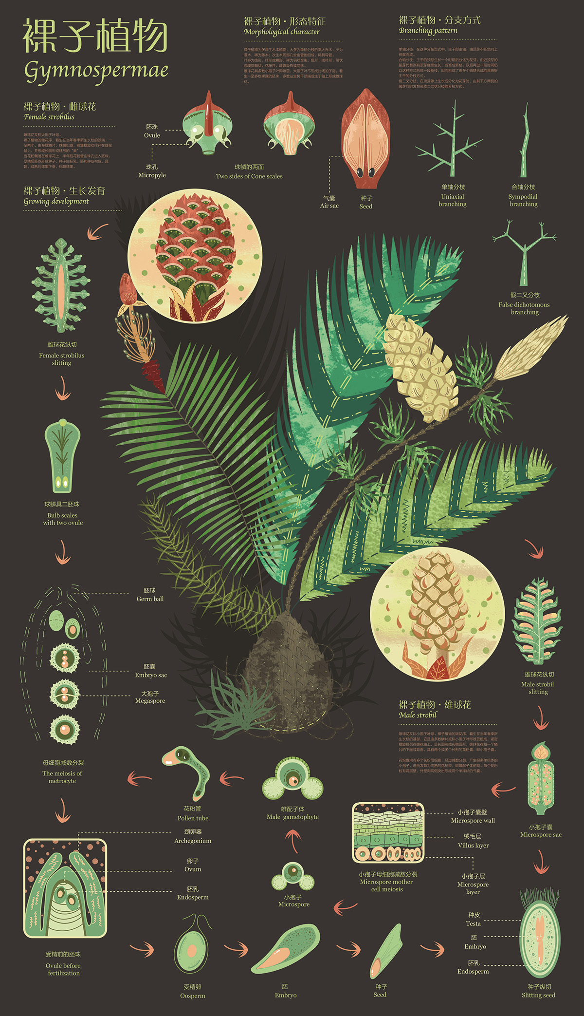 Infographic Design - Plants :: Behance