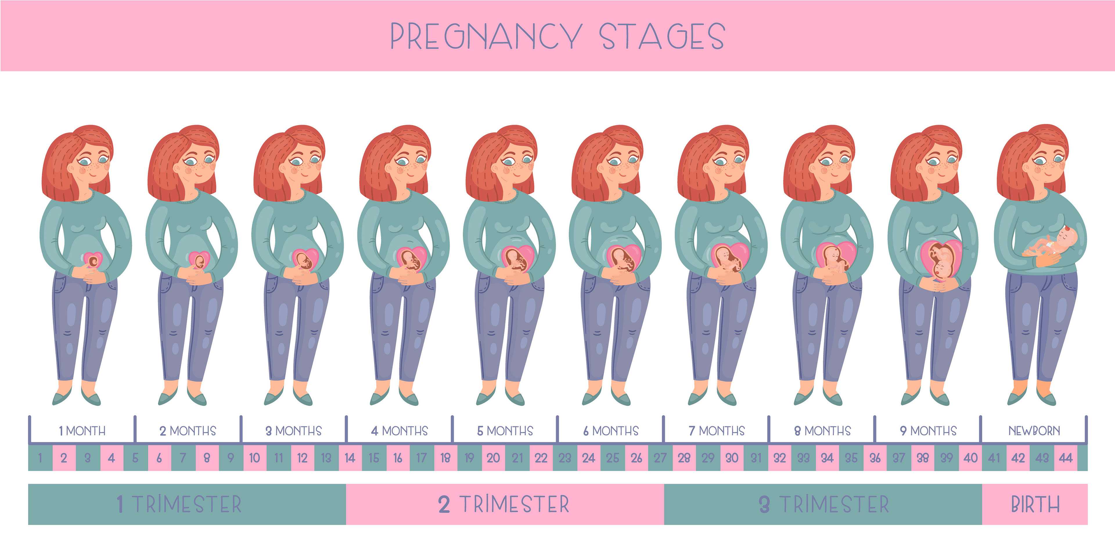 Stages Of Pregnancy Diagram