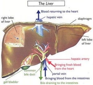 About Liver. What is the liver? The liver is the… | by Mirage Search ...