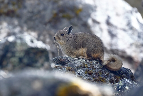 Fauna en la Cordillera de los Andes: vizcacha de la sierra